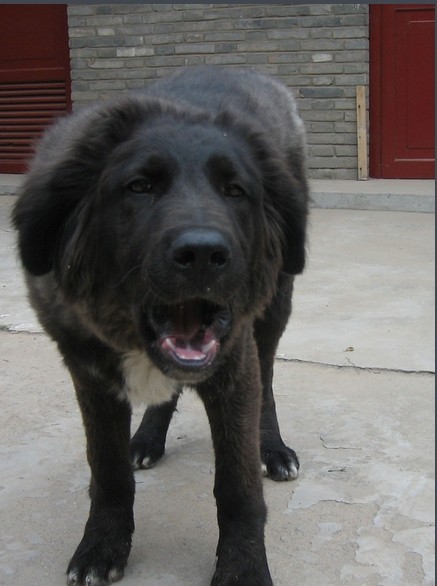 中国国产第一能干的牧羊犬：西藏牧羊犬果真神