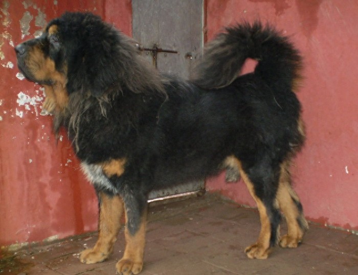 中国国产第一能干的牧羊犬：西藏牧羊犬果真神