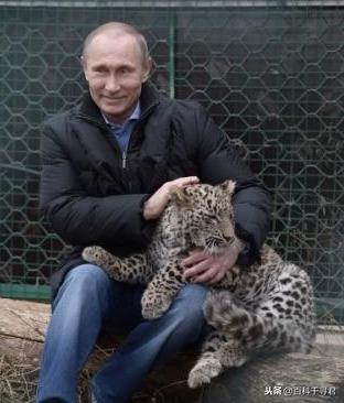 豹虎猫科动物图鉴(豹属五个物种全是大型猫科动物)(33)