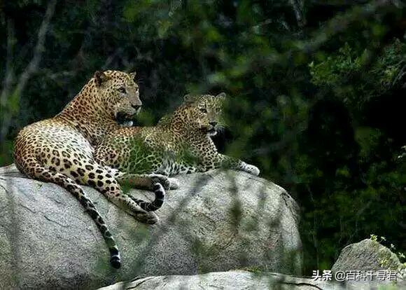 豹虎猫科动物图鉴(豹属五个物种全是大型猫科动物)(32)