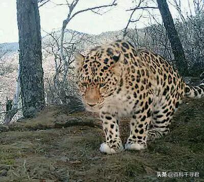 豹虎猫科动物图鉴(豹属五个物种全是大型猫科动物)(39)