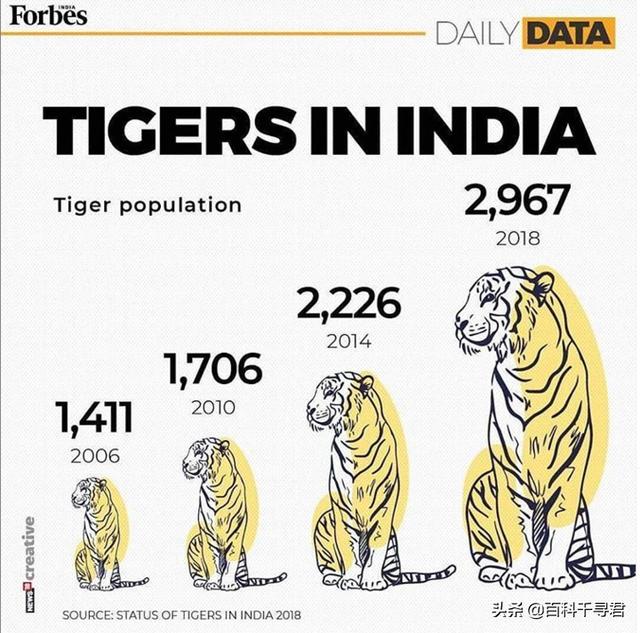 豹虎猫科动物图鉴(豹属五个物种全是大型猫科动物)(6)