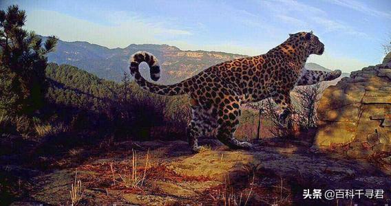 豹虎猫科动物图鉴(豹属五个物种全是大型猫科动物)(36)