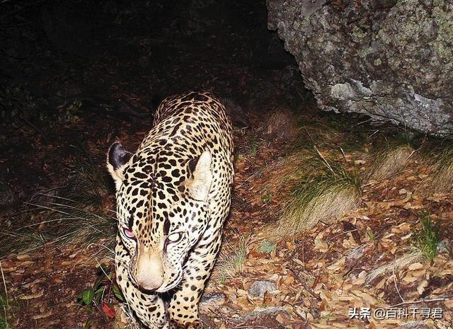 豹虎猫科动物图鉴(豹属五个物种全是大型猫科动物)(24)