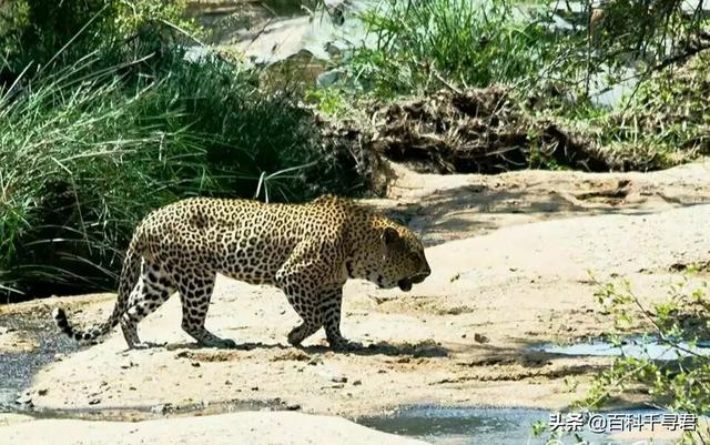 豹虎猫科动物图鉴(豹属五个物种全是大型猫科动物)(31)