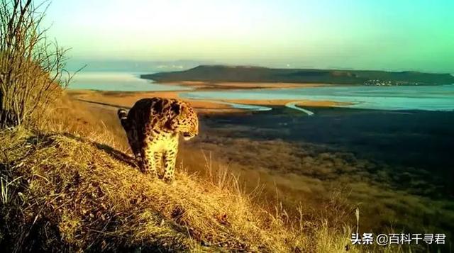 豹虎猫科动物图鉴(豹属五个物种全是大型猫科动物)(38)