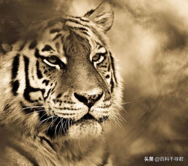 豹虎猫科动物图鉴(豹属五个物种全是大型猫科动物)(4)