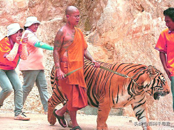 豹虎猫科动物图鉴(豹属五个物种全是大型猫科动物)(9)