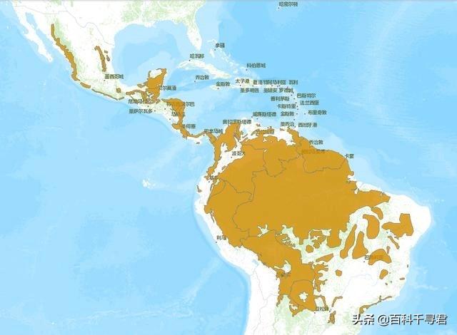 豹虎猫科动物图鉴(豹属五个物种全是大型猫科动物)(23)