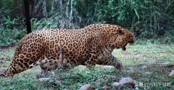 豹虎猫科动物图鉴(豹属五个物种全是大型猫科动物)(35)