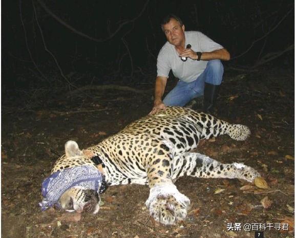 豹虎猫科动物图鉴(豹属五个物种全是大型猫科动物)(27)