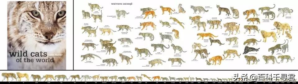 豹虎猫科动物图鉴(豹属五个物种全是大型猫科动物)(1)