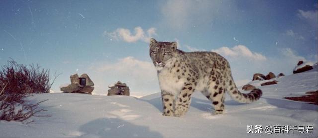 豹虎猫科动物图鉴(豹属五个物种全是大型猫科动物)(41)