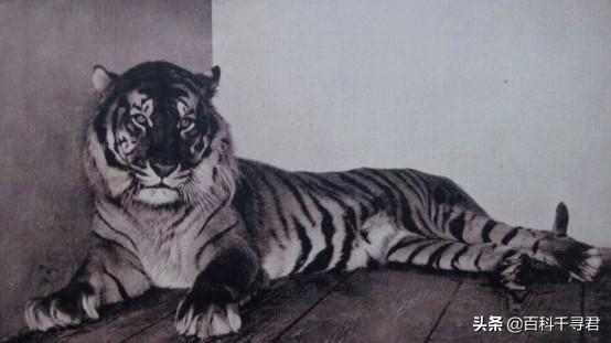 豹虎猫科动物图鉴(豹属五个物种全是大型猫科动物)(14)