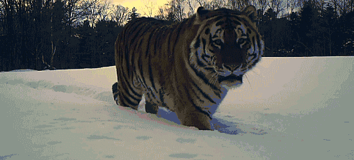 豹虎猫科动物图鉴(豹属五个物种全是大型猫科动物)(7)