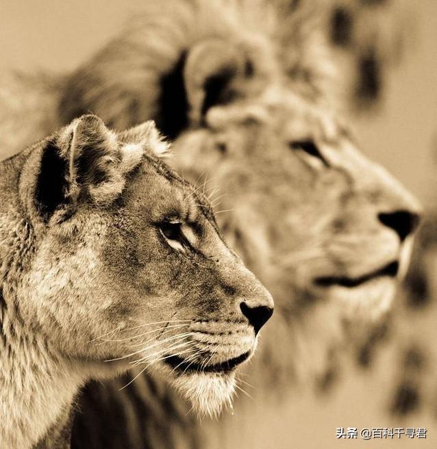 豹虎猫科动物图鉴(豹属五个物种全是大型猫科动物)(16)