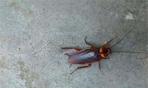 蟑螂会从马桶爬上来吗