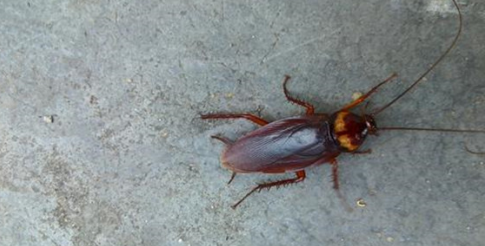 蟑螂冲进马桶里还会爬出来吗,不要把蟑螂冲进马桶图4