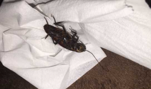 蟑螂冲进马桶里还会爬出来吗,不要把蟑螂冲进马桶图2