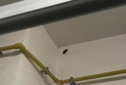 不要把蟑螂冲进马桶