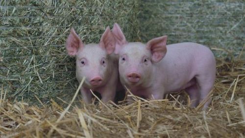革兰氏阳性菌和阴性菌的区别(革兰氏阳性菌和革兰氏阴性菌)-第1张图片-