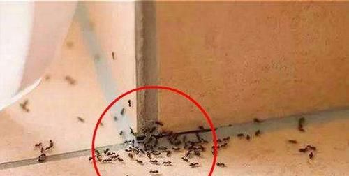 为什么家里总是有很多蚊子