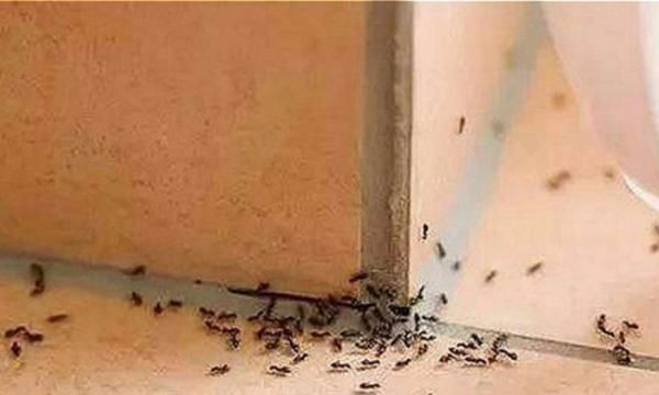 家里墙缝一直出蚂蚁为什么,家里墙沿总有好多蚂蚁怎么办图1