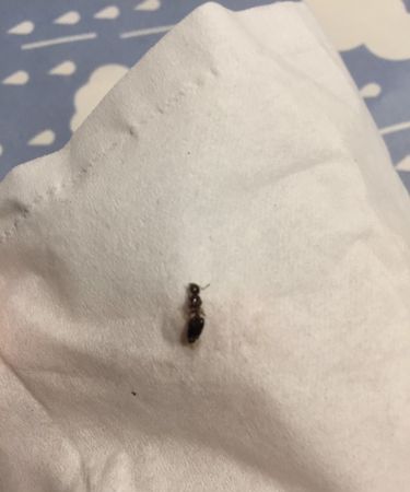 为什么墙缝突然有很多蚂蚁,像是蚂蚁搬家