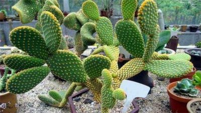 ​家里养仙人掌好不好（一般家里养什么植物不吉利）