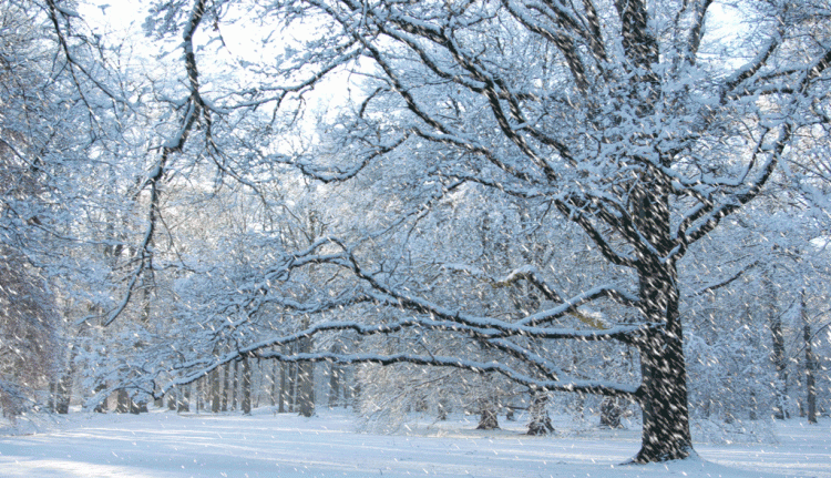 如何形容党员的形象图4