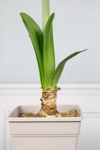 ​如何使朱顶红在元旦开花