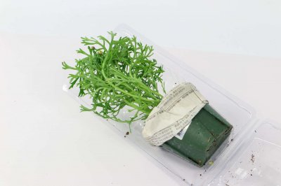 ​玛格丽特怎么修剪