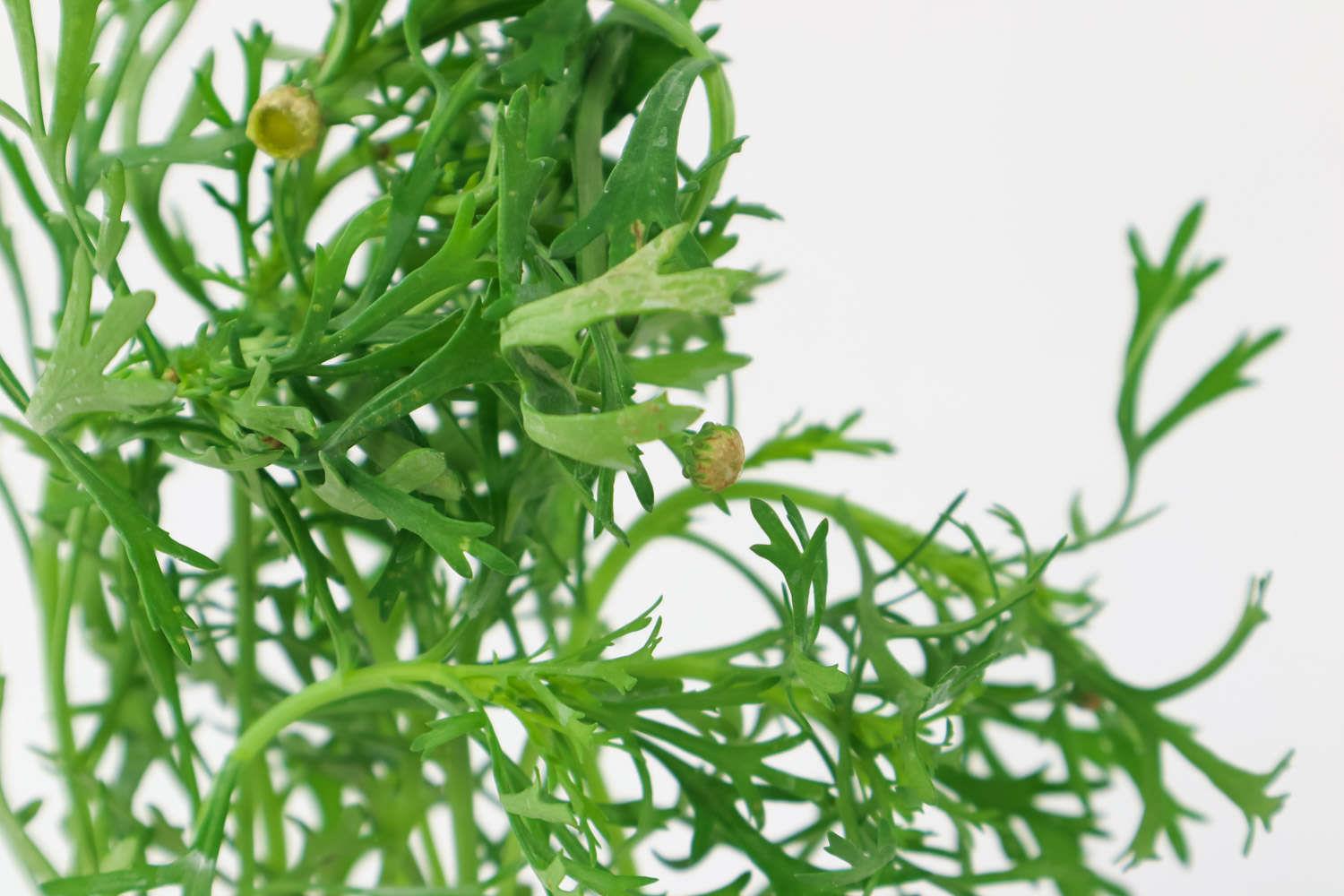 玛格丽特 玛格丽特