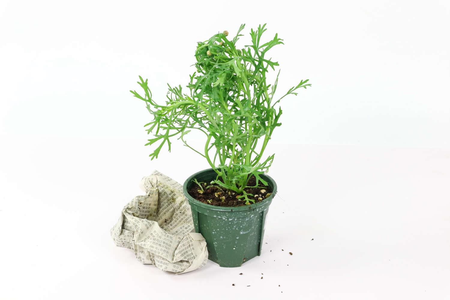 玛格丽特 玛格丽特