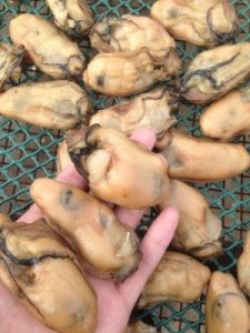 ​干生蚝怎么做好吃(干生蚝泡发的正确方法)