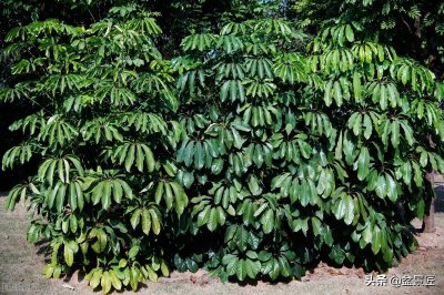 ​鸭脚木怎么样扦插生根快？这里整理几个方法