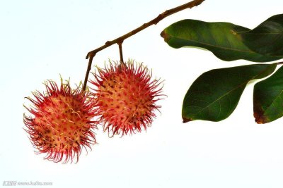 ​中药材韶子（红毛丹）