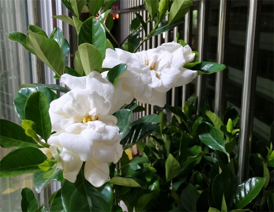 0个人养栀子花,9个人养不好,那是因为没有掌握栀子花的养殖方法和注意事项