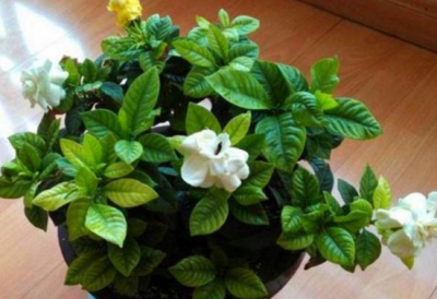 ​10个人养栀子花，9个人养不好，那是因为没有掌握栀子花的养殖方法和注意事项