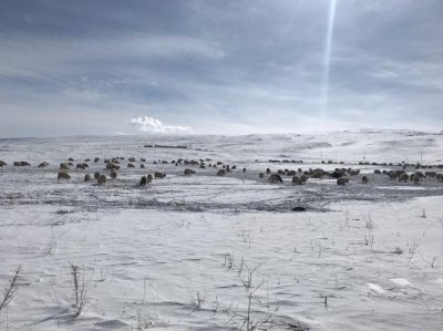 ​伐冰之户不畜牛羊（伐冰之家不畜牛羊）