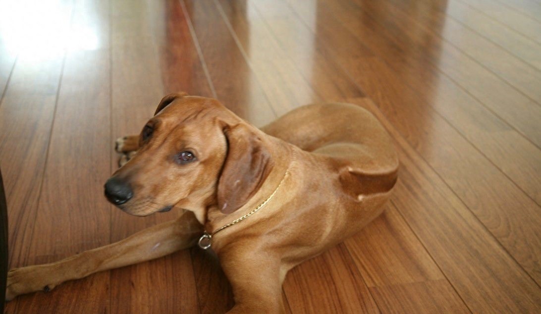 狮子眼中的魔鬼~非洲猎狮犬，战斗力忍耐力爆发力三力俱佳