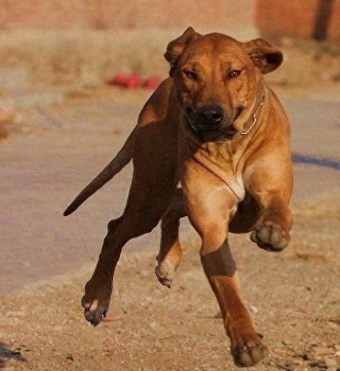 狮子眼中的魔鬼~非洲猎狮犬，战斗力忍耐力爆发力三力俱佳