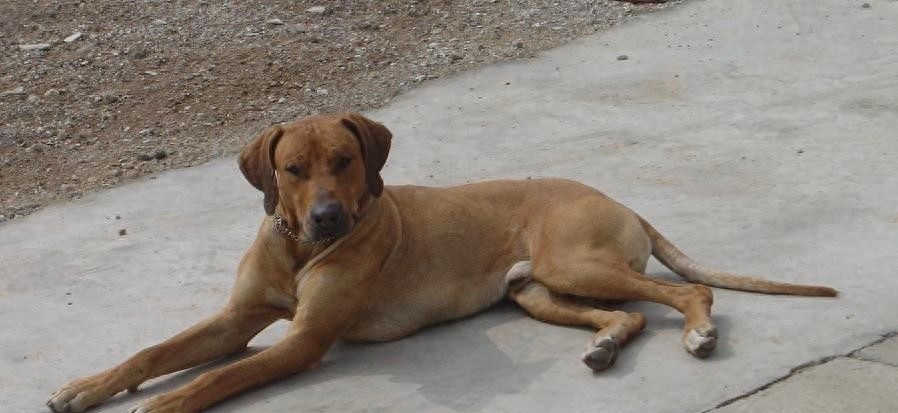 狮子眼中的魔鬼~非洲猎狮犬，战斗力忍耐力爆发力三力俱佳