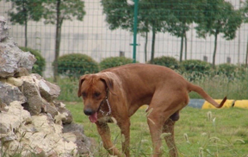 狮子眼中的魔鬼~非洲猎狮犬，战斗力忍耐力爆发力三力俱佳