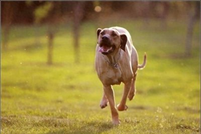 ​狮子眼中的魔鬼~非洲猎狮犬，战斗力忍耐力爆发力三力俱佳