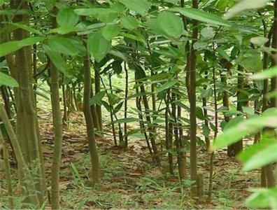 ​带你认识农村很有经济价值的一种树-肉桂树