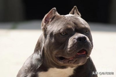 ​美国恶霸犬-我很丑但是我很温柔