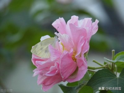 ​红楼梦中的《芙蓉女儿诔》，一名双花，一诔多人，你读懂了几层？