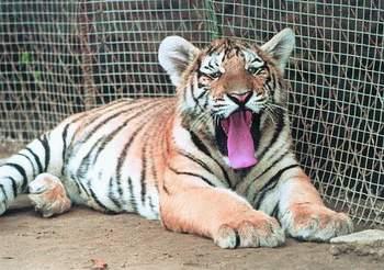 86年的虎是什么命:86年属虎是什么命