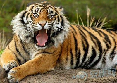 1998年属虎的是什么命:1998年属虎是什么命